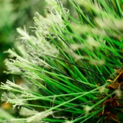 50' X 14" Kingston Cashmere Mixed Pine Commercial Artificial Christmas Garland, Unlit 7 50' X 14" Kingston Cashmere Mixed Pine Commercial Artificial Christmas Garland, Unlit -Noel Twinkle Shop a2iunk1ifjlobfds6ea8unoisuac972l 25131.1667487914