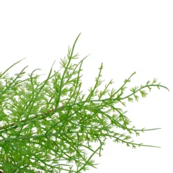 Brown And Green Cedar Christmas Wreath - 24-Inch, Unlit 8 Brown And Green Cedar Christmas Wreath - 24-Inch, Unlit -Noel Twinkle Shop northlight vm90073 2 97429.1667576304