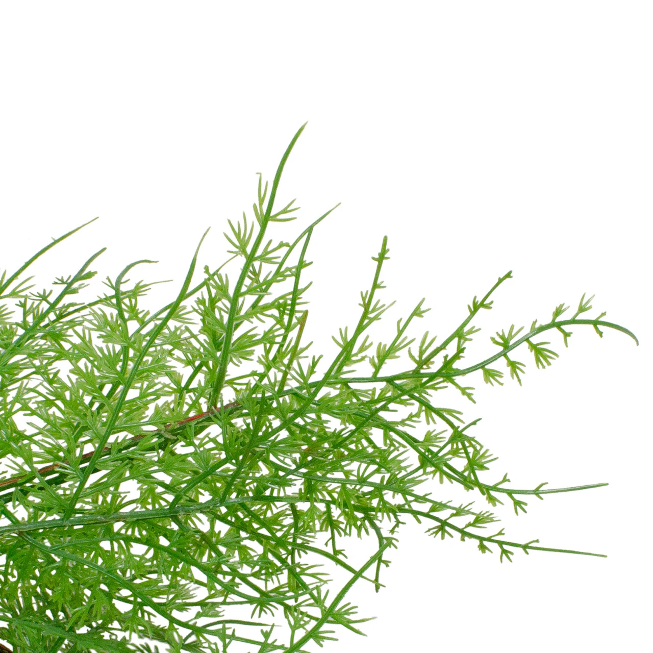 Brown And Green Cedar Christmas Wreath - 24-Inch, Unlit 5 Brown And Green Cedar Christmas Wreath - 24-Inch, Unlit - Image 3