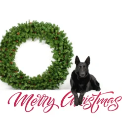 Dakota Red Pine Commercial Artificial Christmas Wreath - 5-Foot, Unlit 8 Dakota Red Pine Commercial Artificial Christmas Wreath - 5-Foot, Unlit -Noel Twinkle Shop northlight z99437 cxpic 2 63698.1677542201